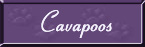 Cavapoos