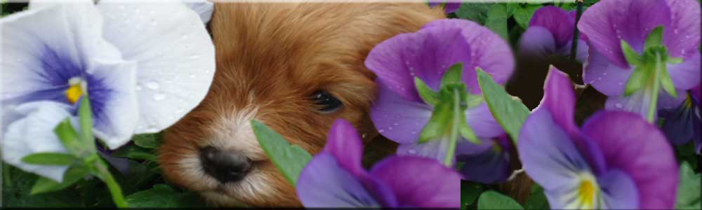 Puppyville Texas